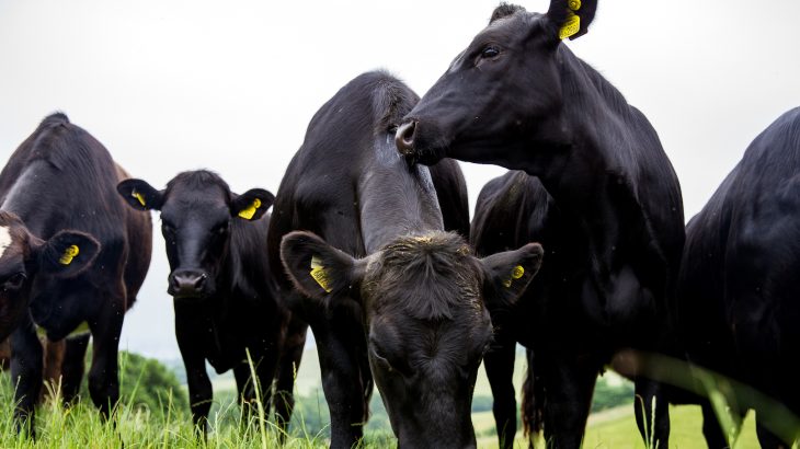 A new report calls for the transformation of food and land-use systems over the next ten years to protect food security.