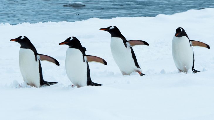 Recent genome sequencing will promote many areas of research, from penguin evolution to the impact of human activities and environmental changes.