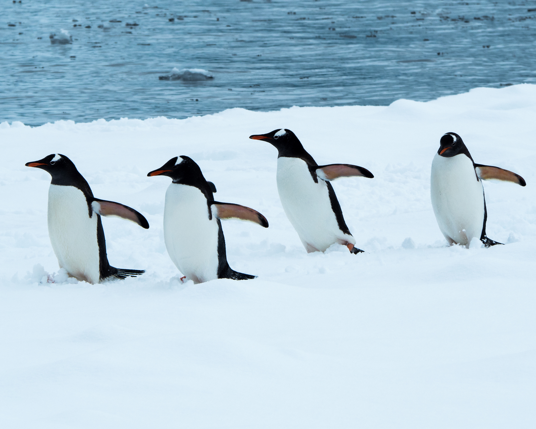 Genome project will promote a better understanding of penguin evolution
