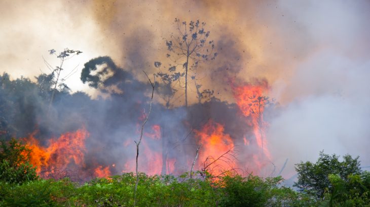 Large parts of the Amazon have been burning this year and it’s common knowledge that people and profit are largely to blame.