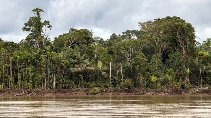 In a new study led by the University of Queensland, researchers have discovered that wilderness areas cut the global risk of species extinction in half.