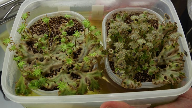 A new study revealed that since their transition onto land, plants have likely been using the same genetic tools to regulate whether they grow bigger or reproduce.