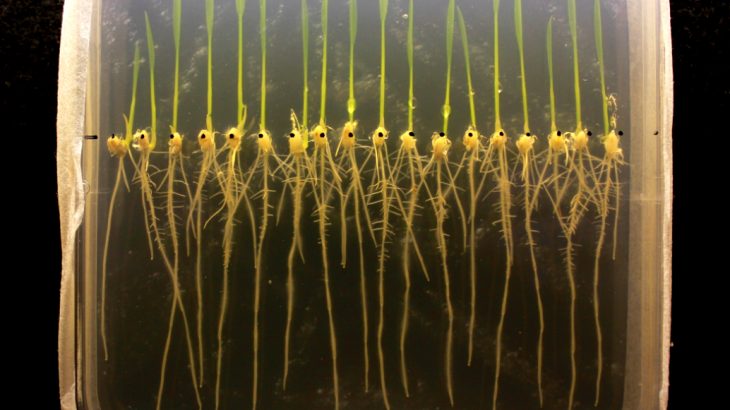 Rice is the only major food crop that can survive flooding, but a new genetic study from UC Riverside may ultimately lead to the creation of additional flood-resistant crops.
