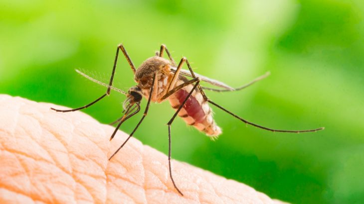 Scientists have found that a plan to kill off disease-carrying mosquitoes in Japan may have inadvertently made the population stronger.