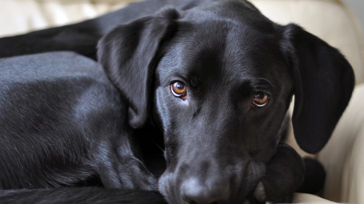A new study published in the journal Royal Society Open Science shows how some dog breeds act more like wolves than others.