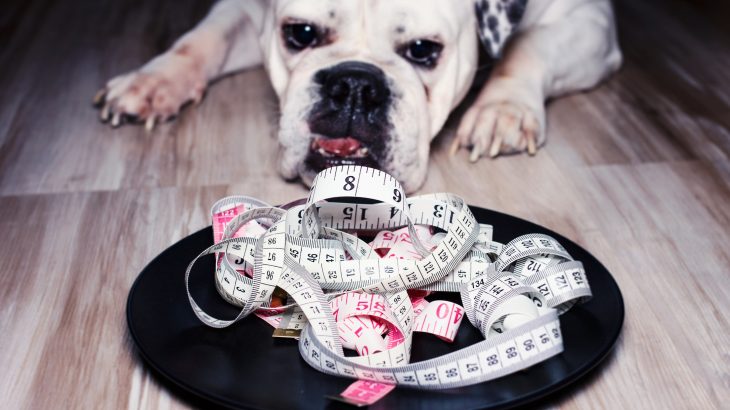 Researchers at the University of Copenhagen have identified a correlation between unhealthy weight in dogs and their owners.