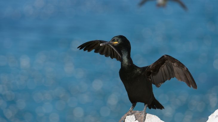 Seabirds that dive into the salty waves to grab tasty morsels of fish aren’t looking to the sea for cues but instead watch and copy other diving birds.