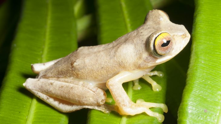 Researchers from the University of California, Berkeley have mapped the distribution and spread of a deadly fungal disease that is rapidly wiping out amphibians.