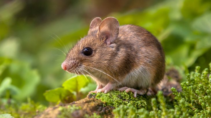 It turns out that humans aren’t the only fidgety thinkers, as researchers have discovered that mice also seem to fidget when focused on a task.