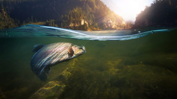 Fish have nervous system receptors that respond to pain in a “strikingly similar” way to other mammals, according to a new review.