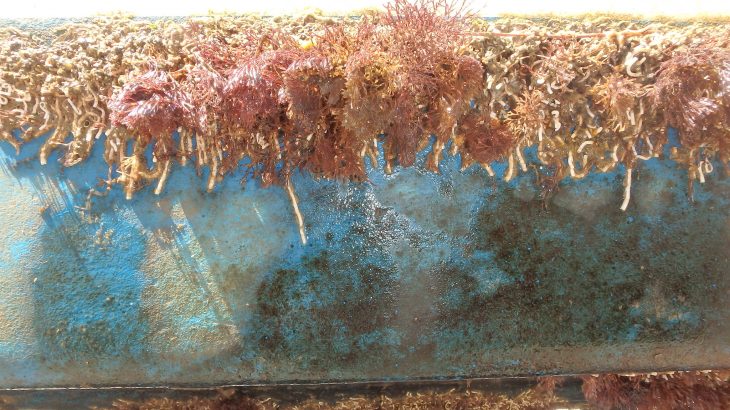 The Mediterranean is inhabited by many alien species and recreational boating is a major factor in the transport of invasive animals.