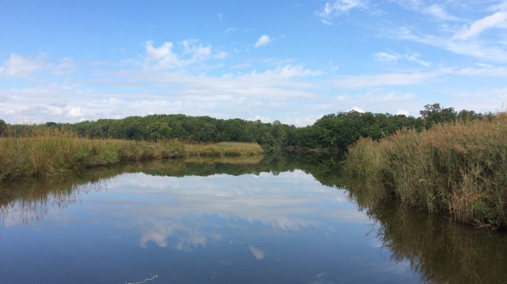 While it seems that plant stems would grow larger as more carbon dioxide is taken in, marsh plants actually produce more stems that are noticeably smaller.