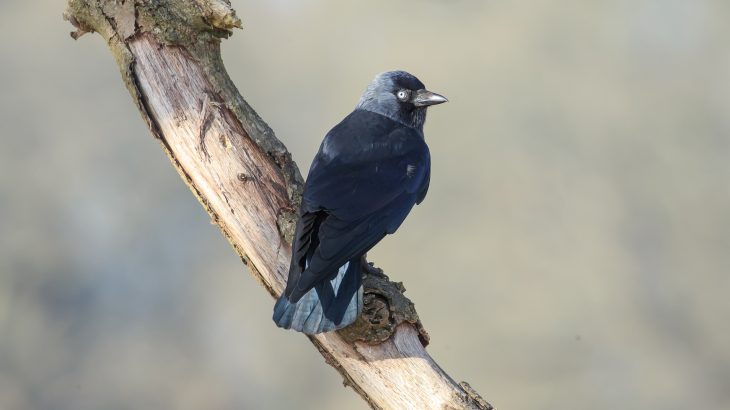 Researchers at the University of Exeter have discovered that a group of crows known as jackdaws send out warning calls when they identify "dangerous" humans.