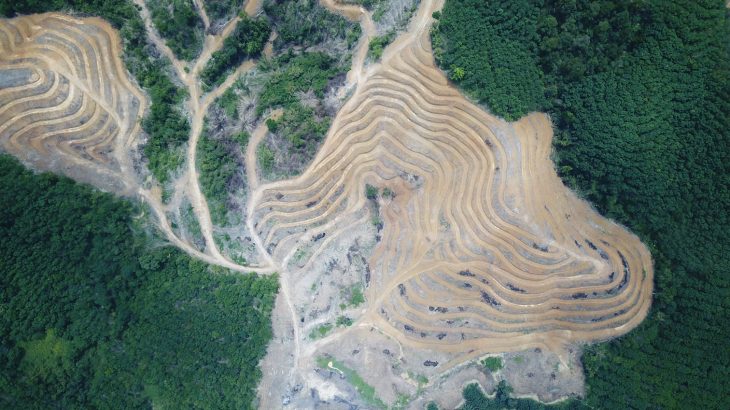 The California ‘Tropical Forest Standard’ involves using corporate money to slow tropical forest destruction. It’s already controversial.