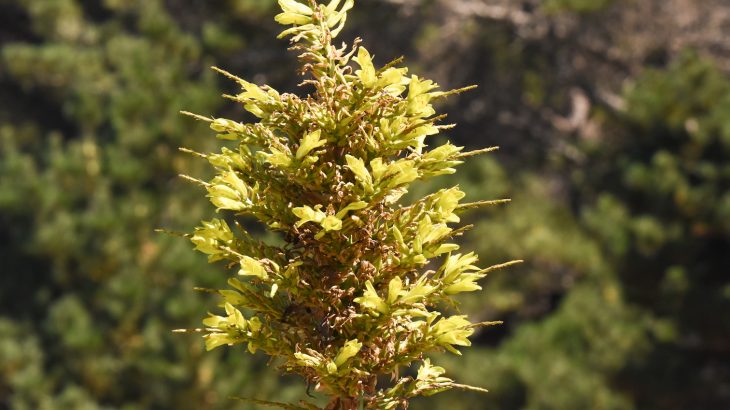 A predatory plant recently spotted in Cornwall has a frightening way of feeding on animals by trapping them with sharp leaves and waiting for them to die.