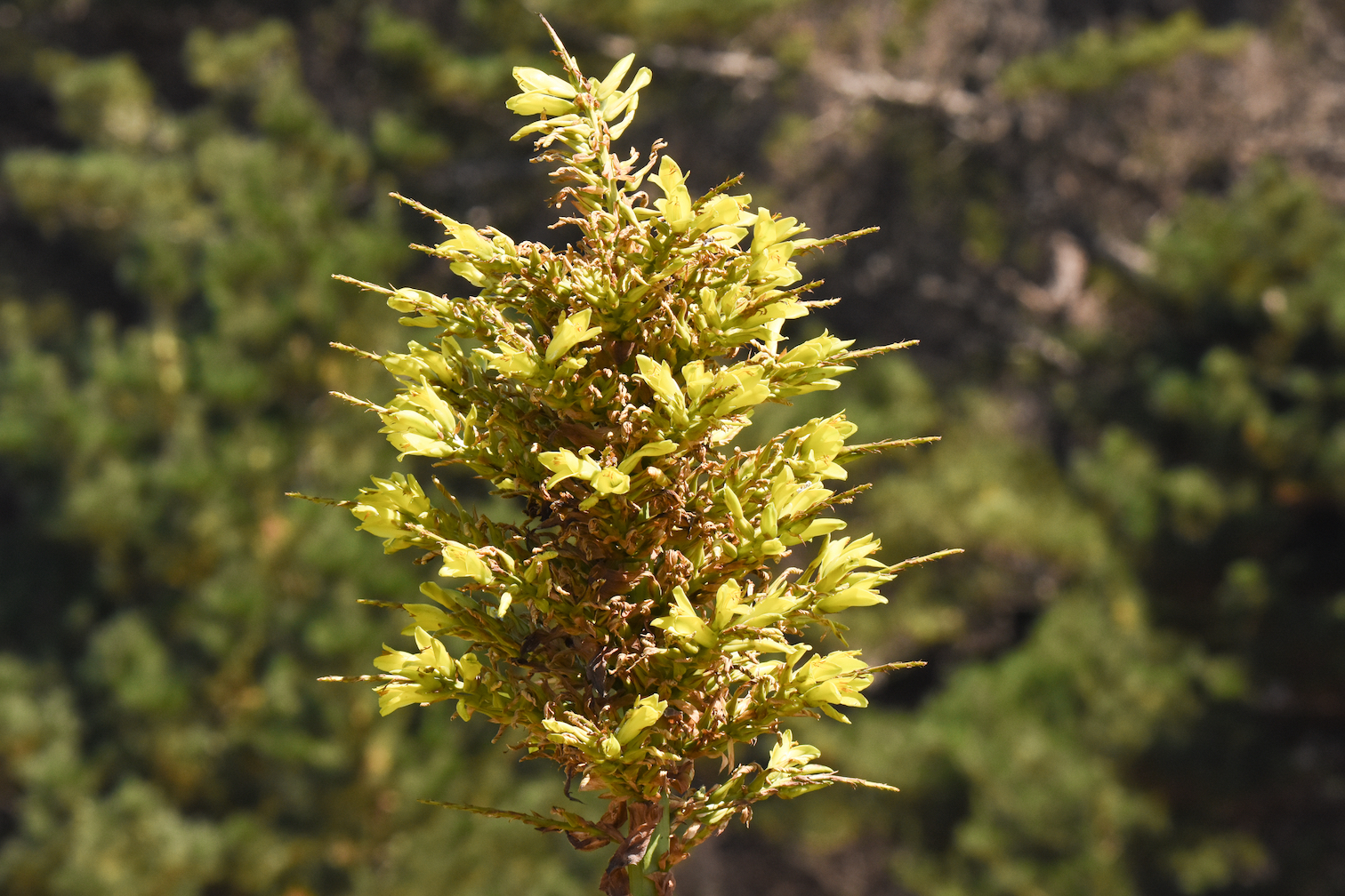 ‘Sheepeating plant’ appears in a flowerbed in the UK
