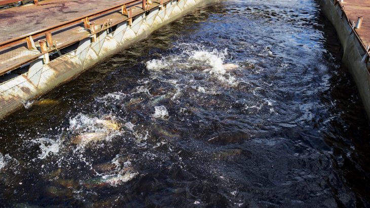 Researchers have found that inland fisheries and freshwater fish have been greatly underestimated in their contribution to feeding the global population.