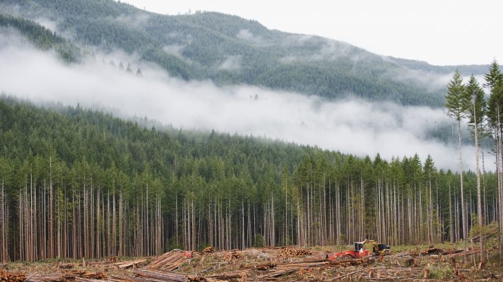 While there have been efforts to stem the tide of global deforestation and its devastating effects, the progress has been slow going and limited.