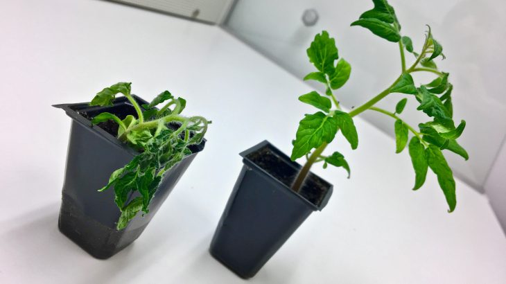 Soil transplants could be the key to building up disease resistance in vegetable crops, new research suggests.