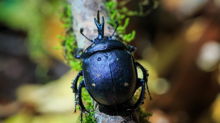 Researchers have discovered that dung beetles are being poisoned by pesticides and veterinary pharmaceuticals that are passed into the manure that they feed on.