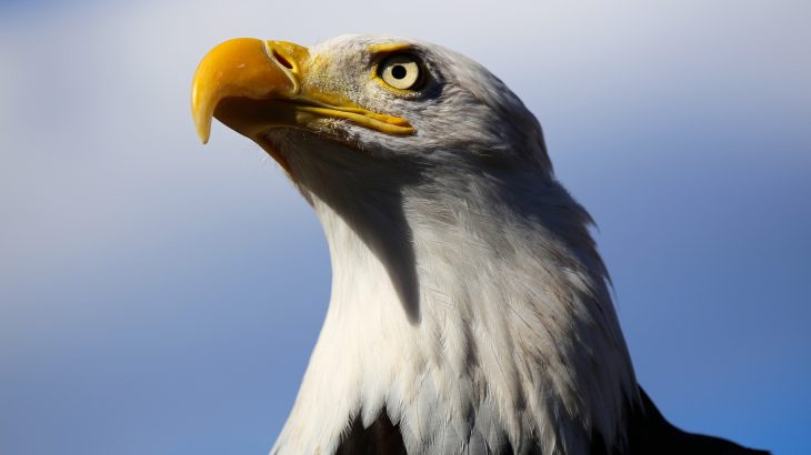 A coalition of attorneys general have come together to sue the Trump administration over rule changes that weaken the Endangered Species Act (ESA).