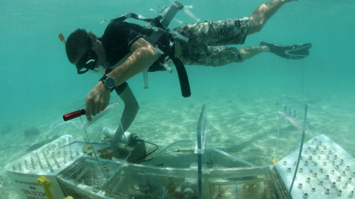 Researchers from the Smithsonian Tropical Research Institute set out to investigate the effects of ocean acidification on coral reef health.