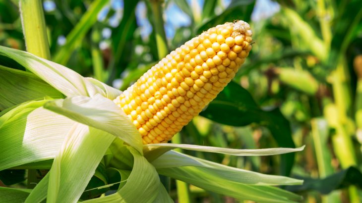 A new study led by the University of Illinois (U of I) has investigated the impact that rising ozone levels may have on corn plants.