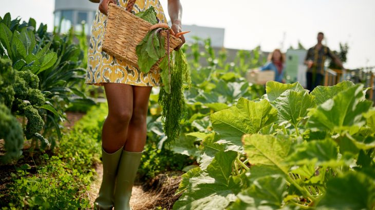 Researchers from Arizona State University investigated urban agriculture to see if local gardens in Phoenix, Arizona, could help the city meet its sustainability goals.