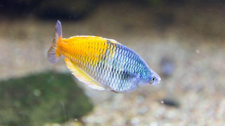 Keeping fish in captivity can be both rewarding and environmentally sustainable. YouTuber and fishkeeper Rachel O'Leary shares some insights.