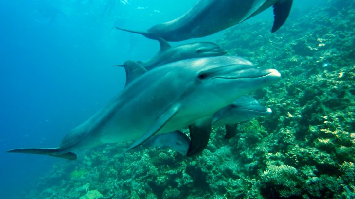 4 dolphins swimming together near a reef