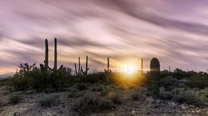 saguaro cacti at sunset