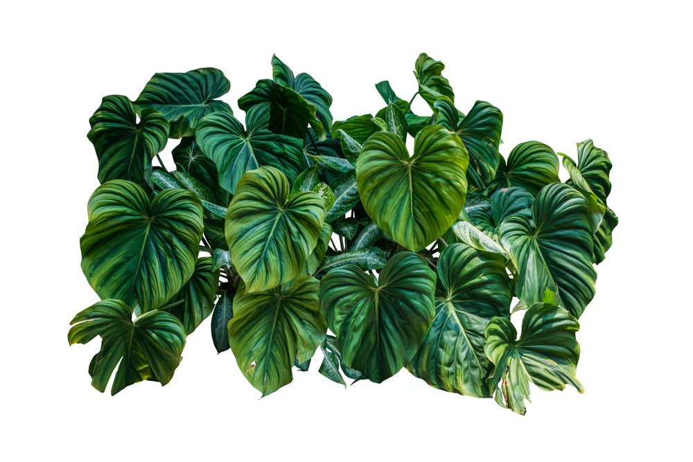 Philodendron