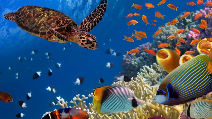 Marine species are shifting away from the equator in response to rising ocean temperatures