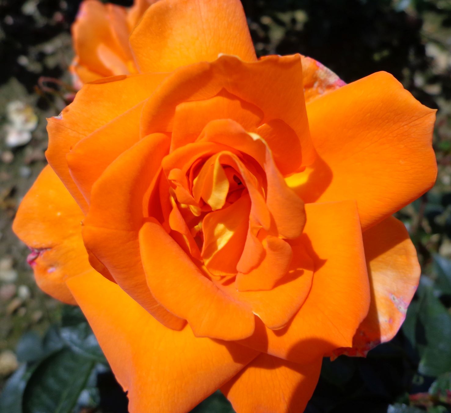 Climbing rose
