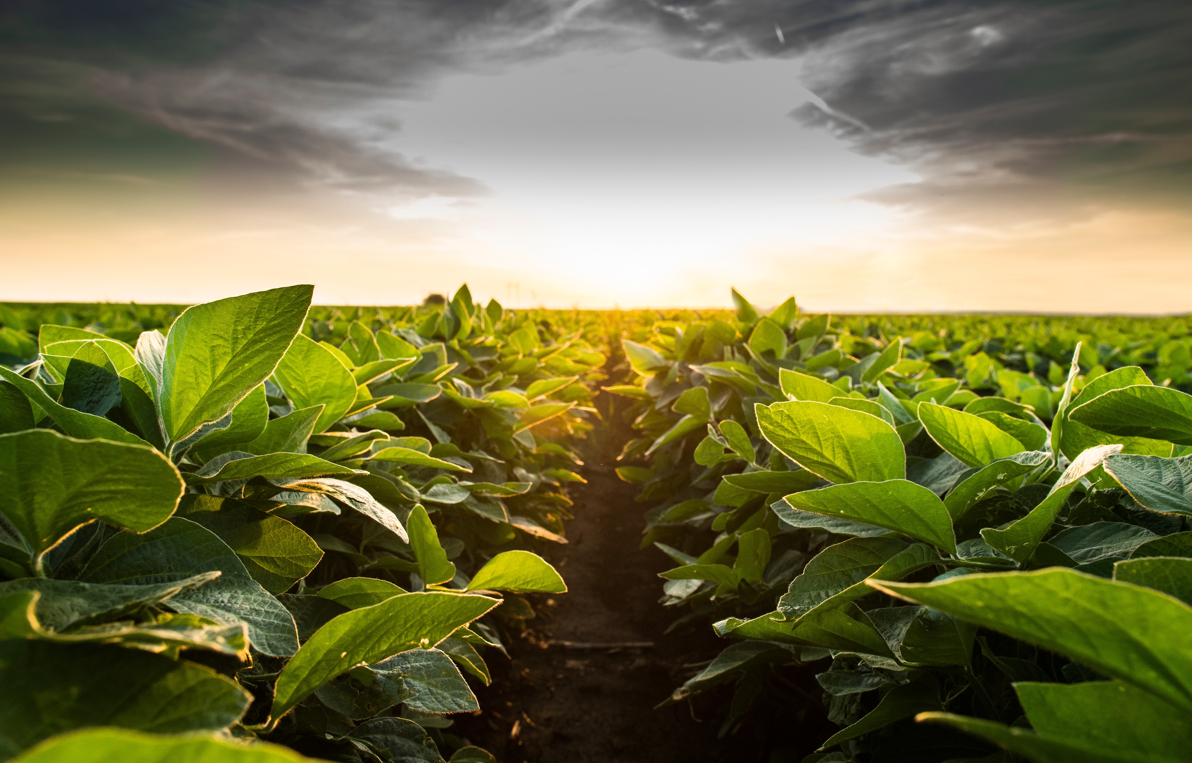 Soybean diseases cause major economic losses in the U.S.