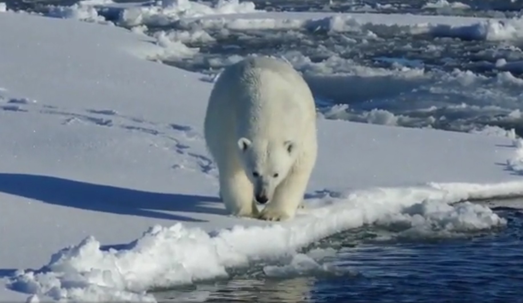 Loss of Arctic sea ice threatens polar bears •