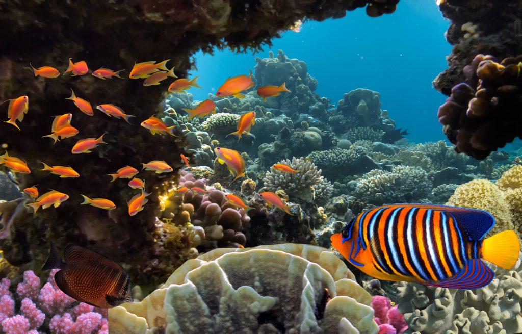 Ocean Biodiversity Has Remained Stable For Over 500 Million Years