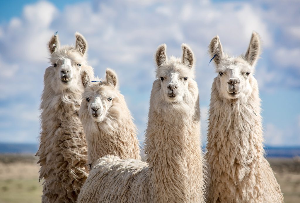 Antibodies from llamas may be effective against COVID 19 Earth com