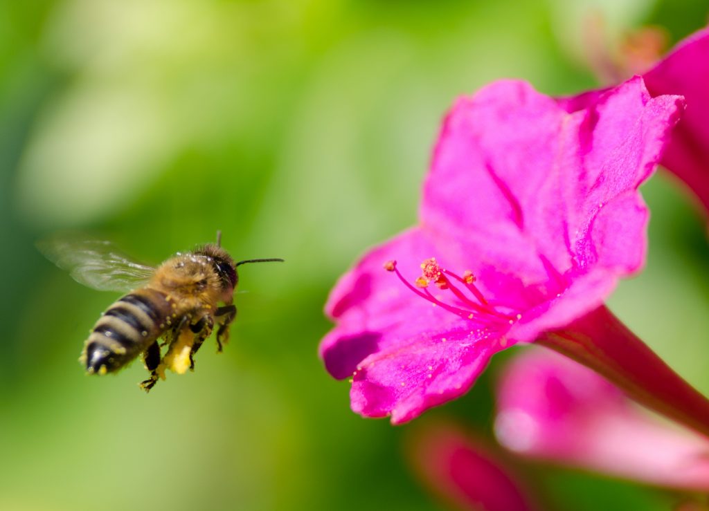 A single gene allows Cape honey bees to reproduce asexually •