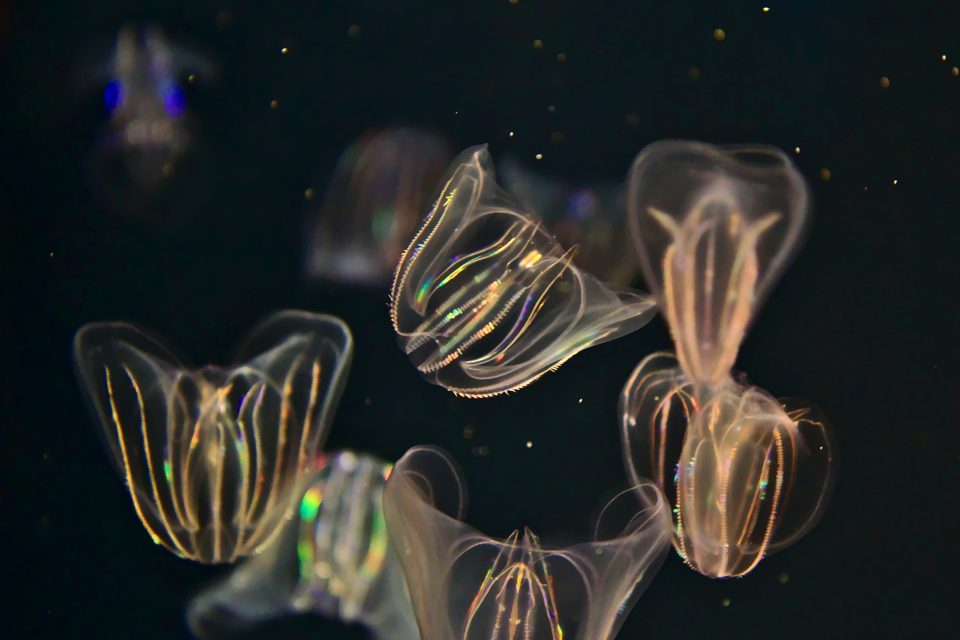 Comb jellies use cannibalism to survive long winters •