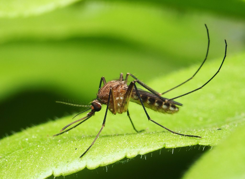 Asian tiger mosquito has established itself in Illinois •