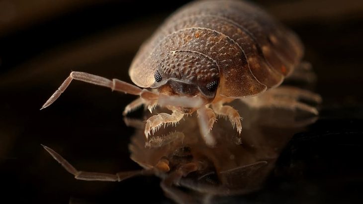 bed bugs