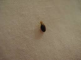 single bed bug