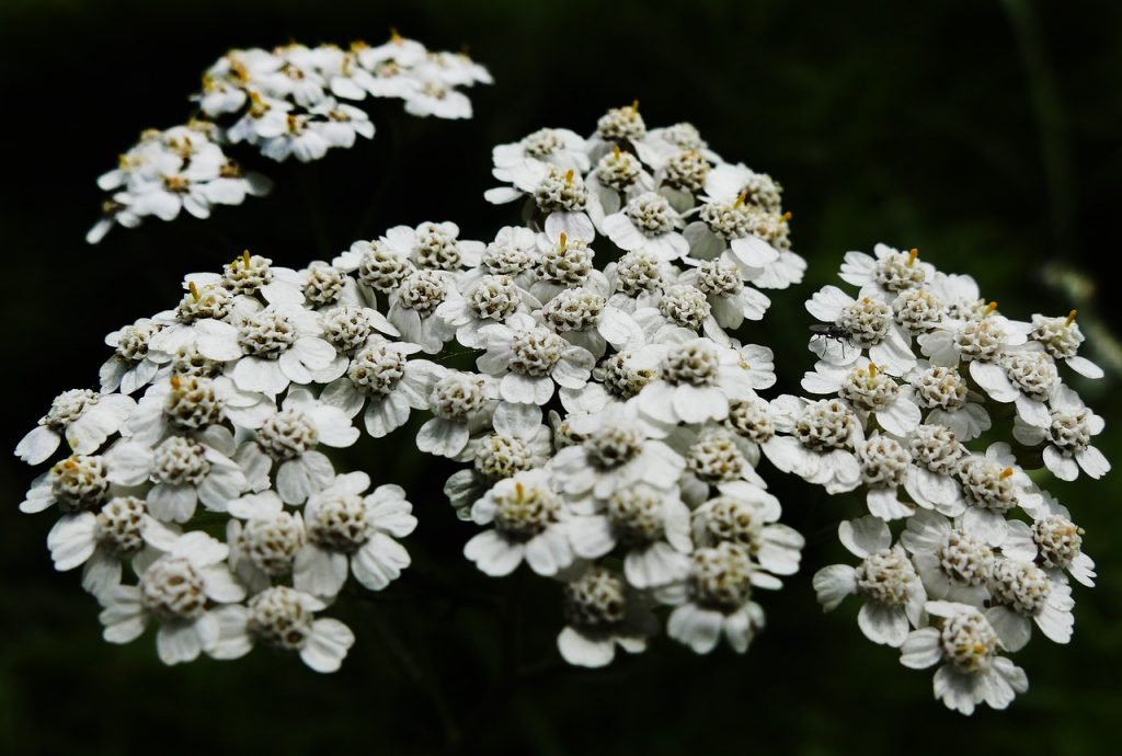 Top Yarrow Uses and Where to Find It Earthpedia