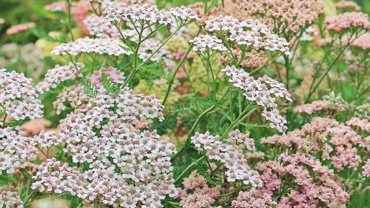 yarrow