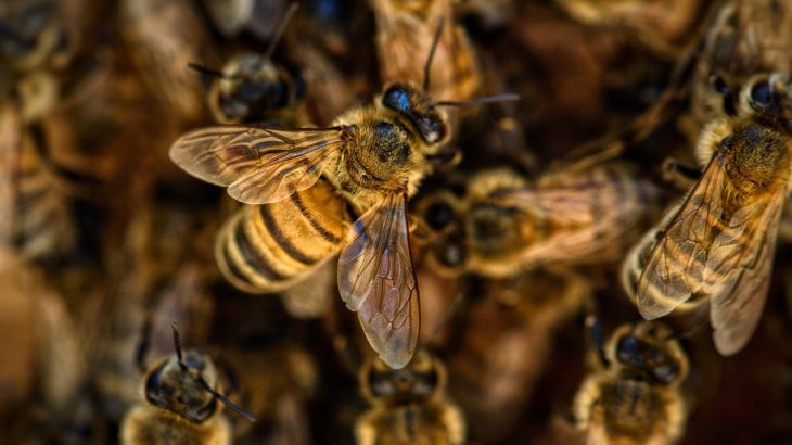 pollinator bees