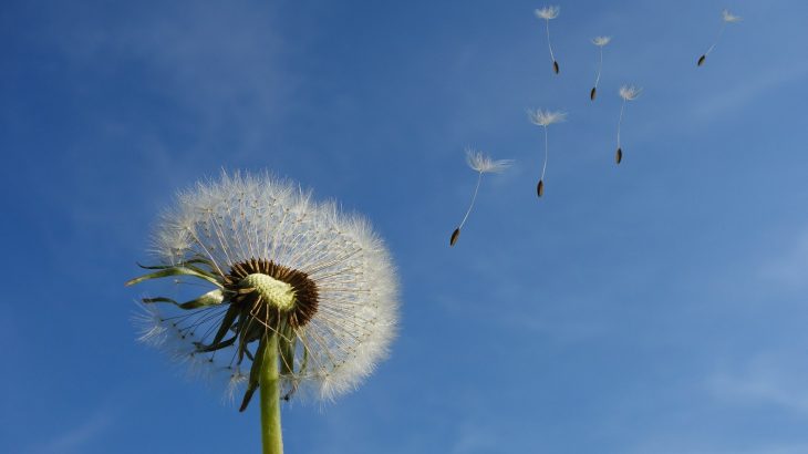 dandelion seeds