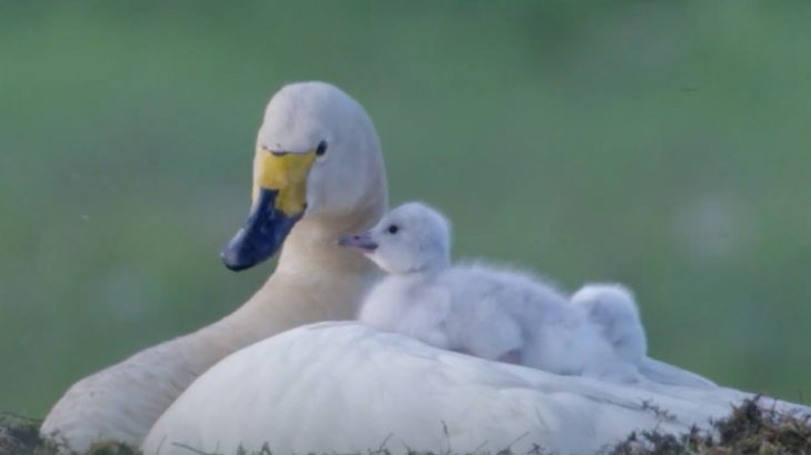 Over the last 50 years, the wintering grounds for Bewick's swans has shifted east by hundreds of kilometers, or nearly 13 kilometers per year, in northwestern Europe.