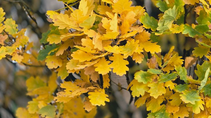 tree leaf id