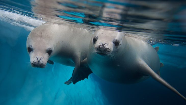 In a new study from Virginia Tech, experts have investigated the factors which influence infectious disease in marine mammals.